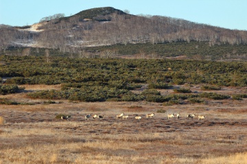 Во время патрулирования сотрудники Кроноцкого заповедника встретили крупное стадо диких северных оленей. © Анна Елисеева