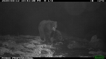 Пробудившийся от спячки медведь встречен в Кроноцком заповеднике. Фото 1