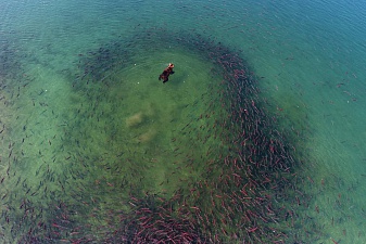 Документальный фильм «Нерка. Рыба красная» завоёвывает мир. Фото 6