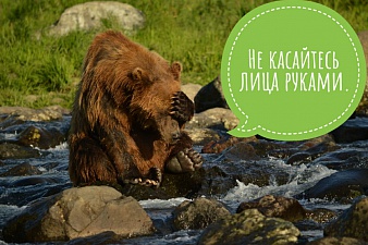 Медвежьи советы. Фото 2