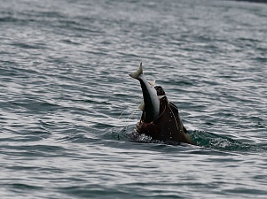 Завершился трёхлетний природоохранный проект «Китовая заводь». Фото 12