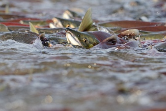 Документальный фильм «Нерка. Рыба красная» завоёвывает мир. Фото 7