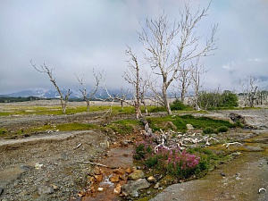 Начался лабораторный этап экологической оценки  рек, впадающих в Авачинский залив. Фото 6