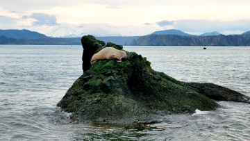 Редкий гость. Тихоокеанский морж приплыл в Авачинскую бухту на Камчатке. 