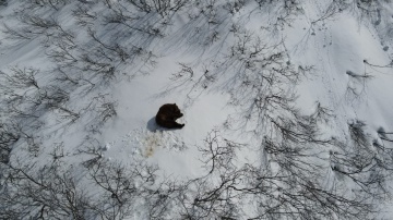 Проснувшегося медведя удалось снять на видео в Южно-Камчатском заказнике . 