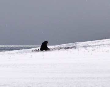 На юге Камчатки вышел из берлоги первый медведь. 