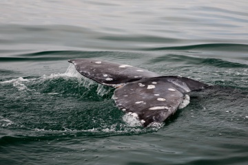Всё больше серых китов кормятся и отдыхают в акватории Кроноцкого заповедника . 