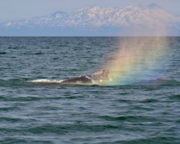 От Калифорнии до Камчатки: после миграции серые киты набирают массу в Кроноцком заповеднике . 