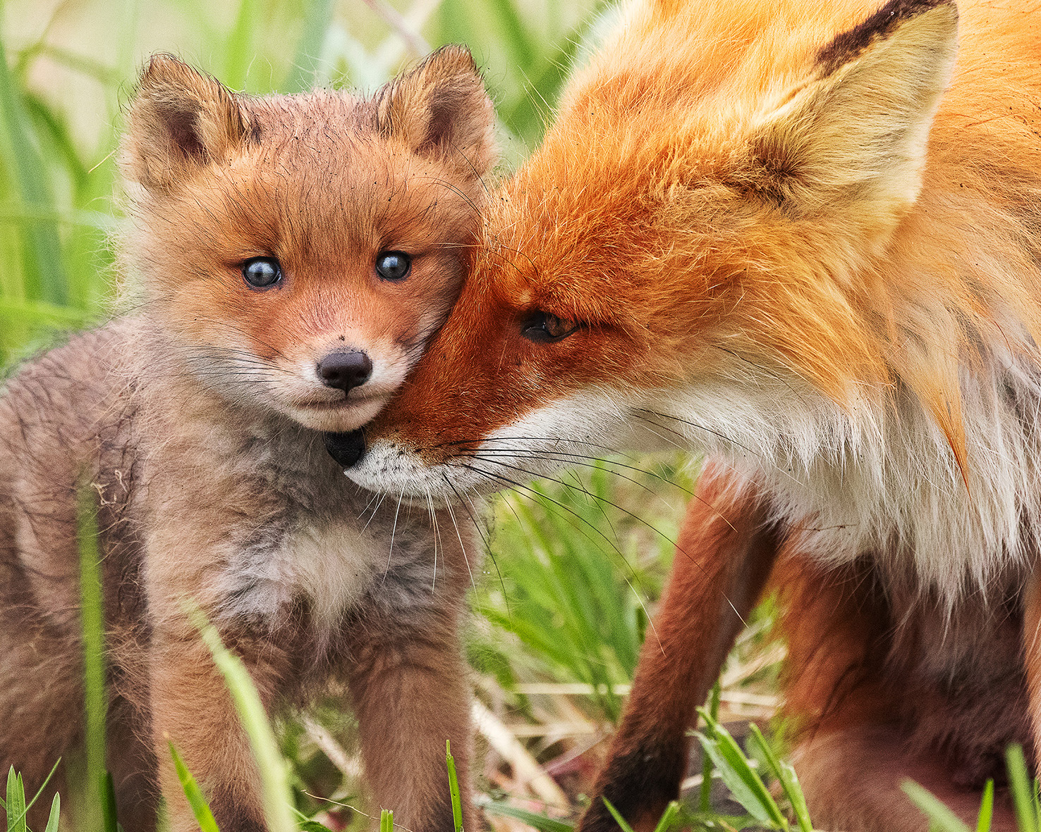 Take fox