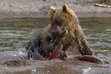 Царство нерки и бурого медведя. © Сергей Горшков