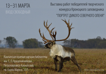 Стадо диких северных оленей перекочевало в Петропавловск-Камчатский. 