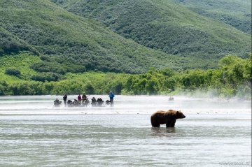 Бурый медведь и человек — гармоничное соседство на юге Камчатки. 
