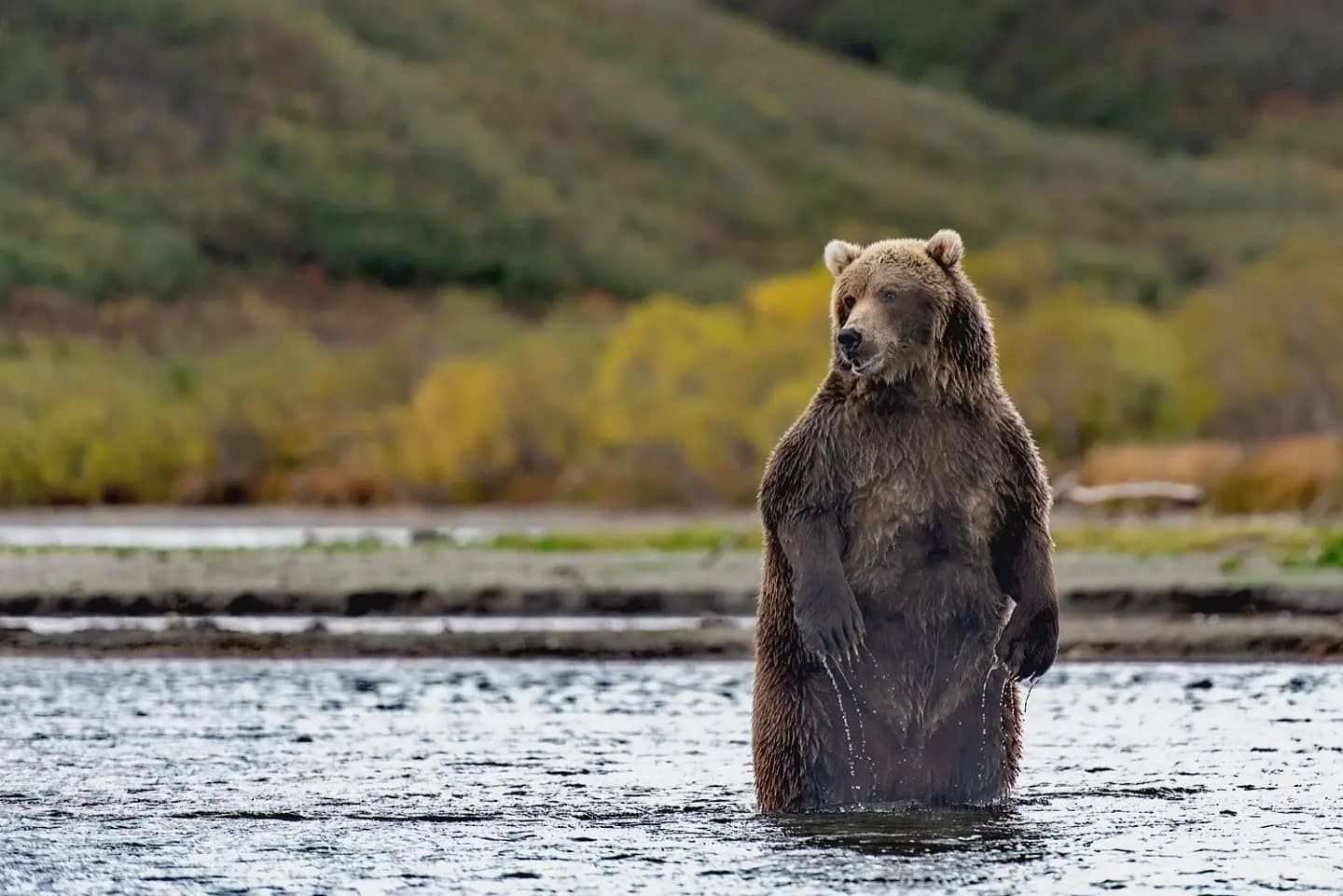 Где живет камчатский медведь