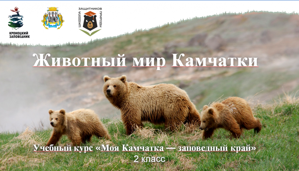 Урок № 4 «Животный мир Камчатки» 