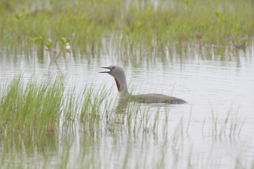 Водоплавающие и околоводные птицы под защитой заповедных территорий. 