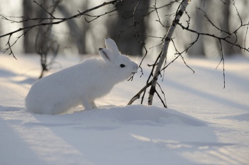 107 тысяч! Зайцы-беляки в Кроноцком заповеднике бьют рекорды по численности. Заяц. © Игорь Шпиленок