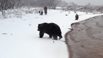 Медведи Курильского озера помогут команде Фёдора Конюхова повысить уровень экологической культуры россиян
