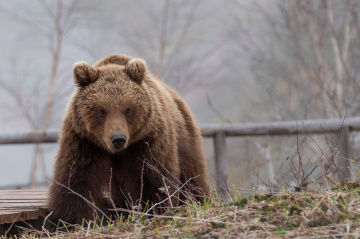 Медведям нужна тишина. В Кроноцком заповеднике ограничены вертолётные экскурсии. 