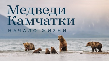 Документальный фильм «Медведи Камчатки. Начало жизни». 