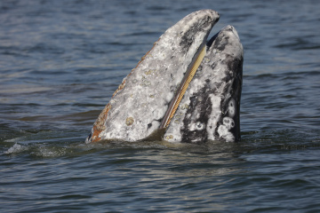В Кроноцком заповеднике серый кит проконтролировал работу учёных. 