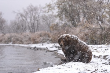 Ветеринары взяли пробы тканей у медведей, возможно, поражённых заболеванием в Южно-Камчатском заказнике. 