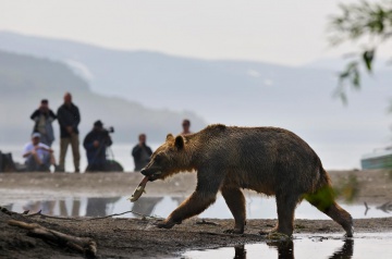 Безопасное наблюдение за медведем для туристических групп. © Николай Зиновьев