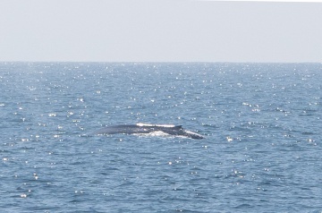 Морской поход к лежбищу сивучей прошёл в сопровождении синих китов. 