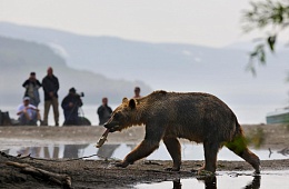 Безопасное наблюдение за медведем для туристических групп