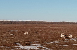 Дикие северные олени возвращаются с зимних горных пастбищ в Кроноцко-Богачёвскую тундру.