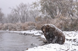 Ветеринары взяли пробы тканей у медведей, возможно, поражённых заболеванием в Южно-Камчатском заказнике