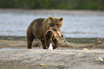 © Игорь Шпиленок