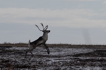 Единственное на Камчатке крупное стадо диких северных оленей возрождается после извержения Кизимена. Фото 2