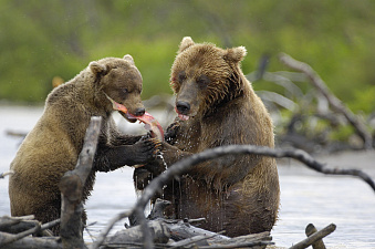 © Игорь Шпиленок