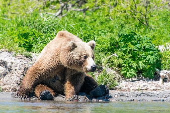 Бурый медведь и человек — гармоничное соседство на юге Камчатки. Фото 1