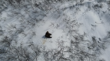 Проснувшегося медведя удалось снять на видео в Южно-Камчатском заказнике . Фото 1