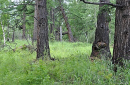 Лиственничный лес в бассейне Кроноцкого озера. Фото: В. Мосолов