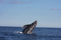 Фото: В. Вертянкин «Серый кит»
