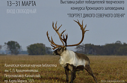 Стадо диких северных оленей перекочевало в Петропавловск-Камчатский