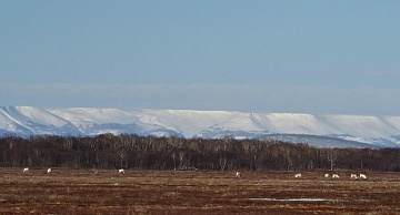Дикие северные олени возвращаются с зимних горных пастбищ в Кроноцко-Богачёвскую тундру.. Фото 4