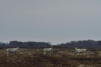Дикие северные олени возвращаются с зимних горных пастбищ в Кроноцко-Богачёвскую тундру.. Фото 3