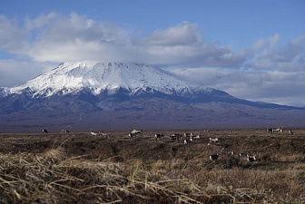 Единственное на Камчатке крупное стадо диких северных оленей возрождается после извержения Кизимена. Фото 4