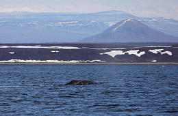 В акваторию Кроноцкого залива вернулись первые в этом году серые киты!