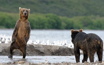 Медвежьи персоны