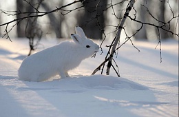 Гижигинский заяц-беляк (Lepus timidus gichiganus) — отряд Зайцеобразные, семейство Зайцевые. 