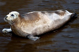 Дальневосточный лахтак (Erignathus barbatus nauticus) — отряд Хищные, семейство Настоящие тюлени.