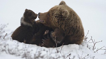 Документальный фильм «Медведи Камчатки. Начало жизни». Фото 1