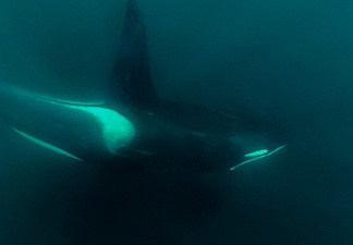 © Юрий Смитюк