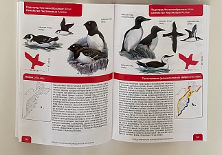 Издан полный определитель птиц Камчатки и Командорских островов. Фото 1