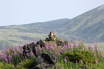 © Александр Шиенок