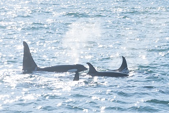 Морской поход к лежбищу сивучей прошёл в сопровождении синих китов. Фото 10